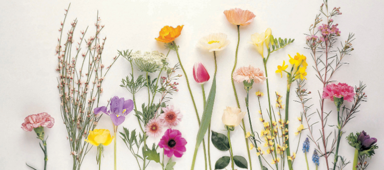 インフォメーション 押花工房 花詩 記念のお花を押し花加工で大切に保存できるサービス