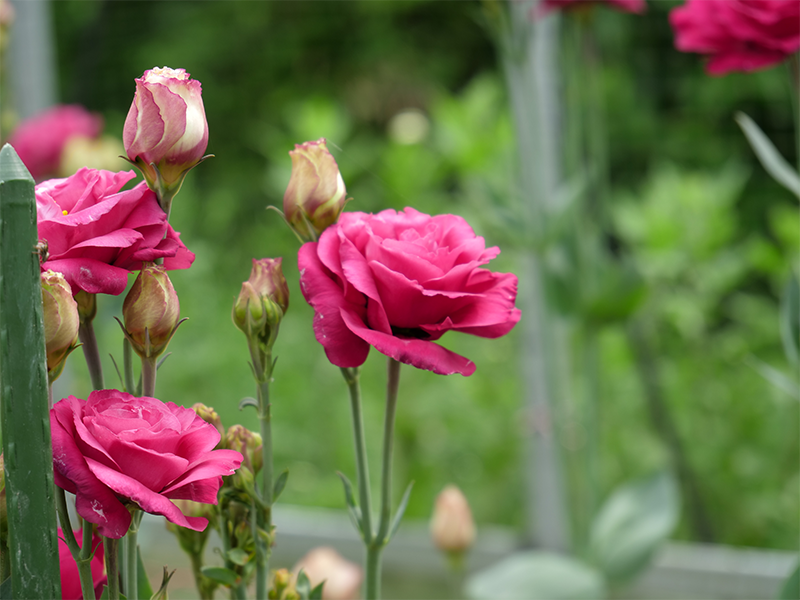 会社案内 オダシマファーム｜おだしまポーク｜宮城の大地でのびのび育てた自然の恵みをお届けします。