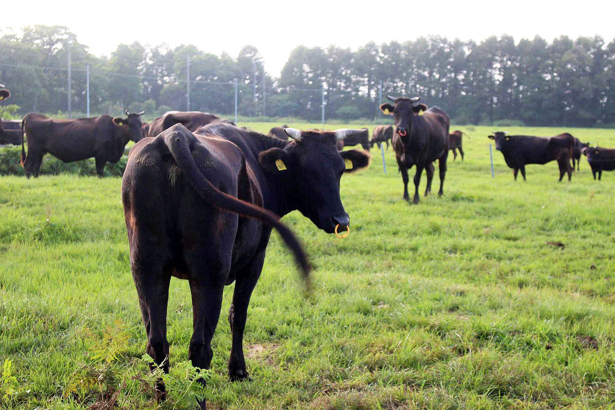 おいしい理由 - 肉の博明｜青森県田子町｜田子牛専門店｜A4・A5ランク