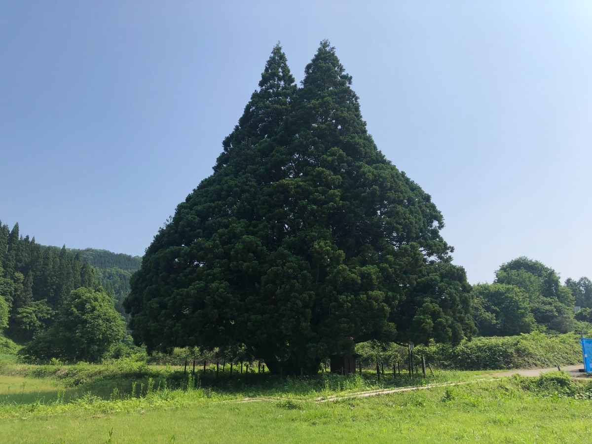 jr トトロの木 ストア ポスター 鮭川村