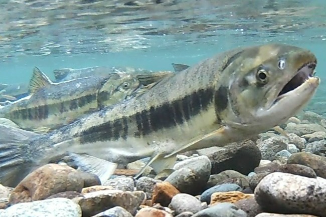 鮭川村観光協会 | 山形県最上郡鮭川村の観光情報