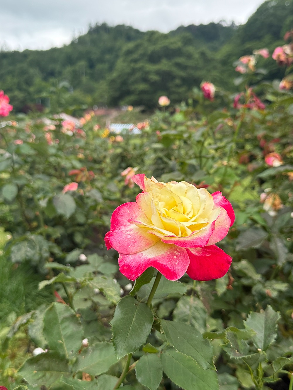東沢バラ公園2026バラまつりにサッキーが参加してきました（6月27日