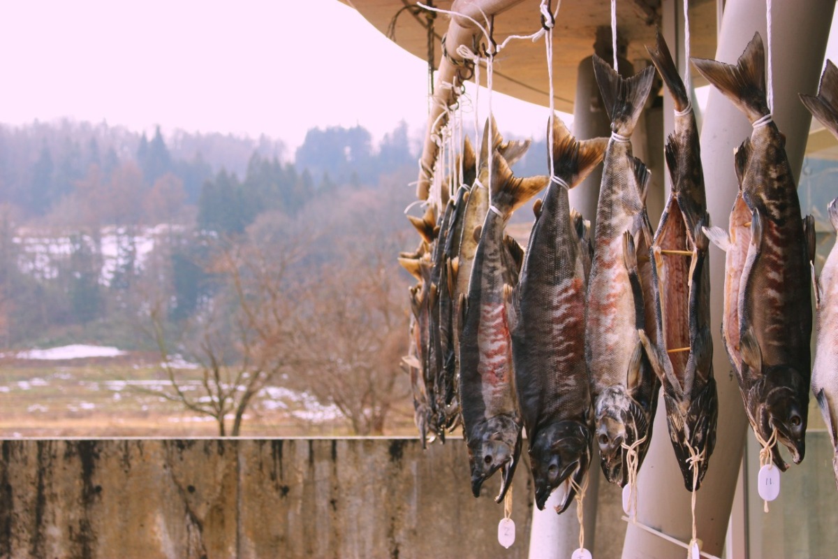 お知らせ＞「鮭の新切り」予約受付中（数量限定） - 鮭川村観光協会