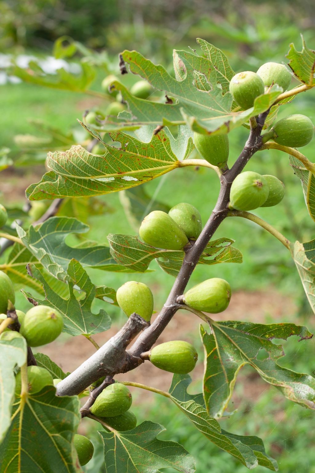 宮城県山元町のいちじくタルト発売開始 - NAKAO | うつわ、木炭焙煎