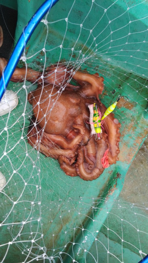 スタッフ釣行記 - みなとや釣具店 |有限会社ディスカウントみなとや