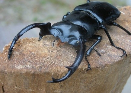 なぜにクワガタ？ - 株式会社アルファス計装｜宮城県仙台市｜産業空調