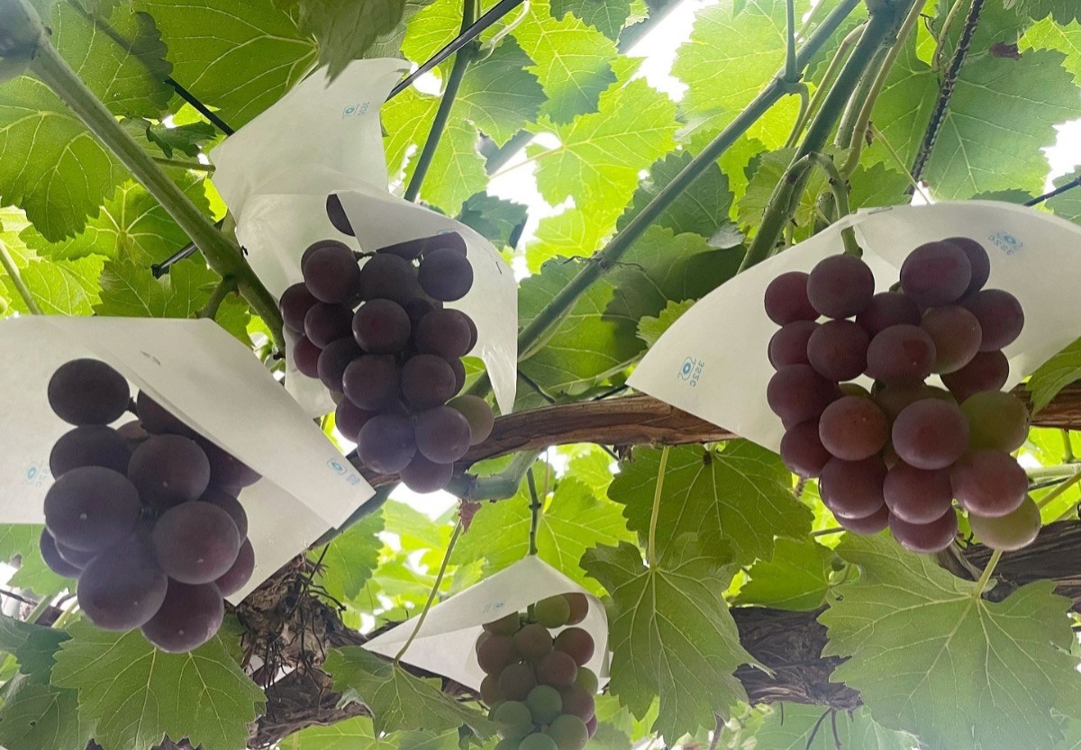 橋本農園のあづましずく - 橋本農園｜郡山市｜ぶどう狩り・あづま